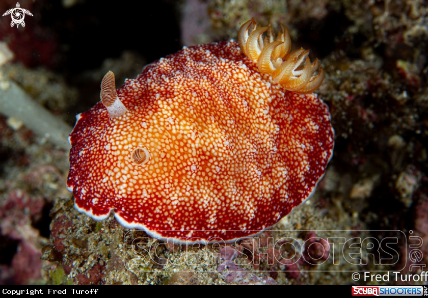 A goniobranch