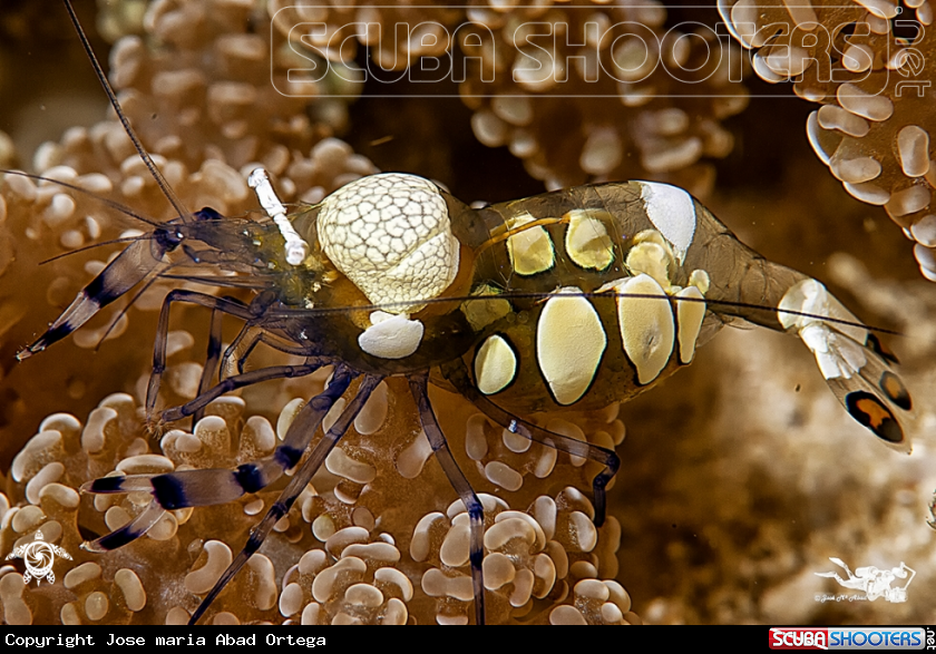 A Periclimenes