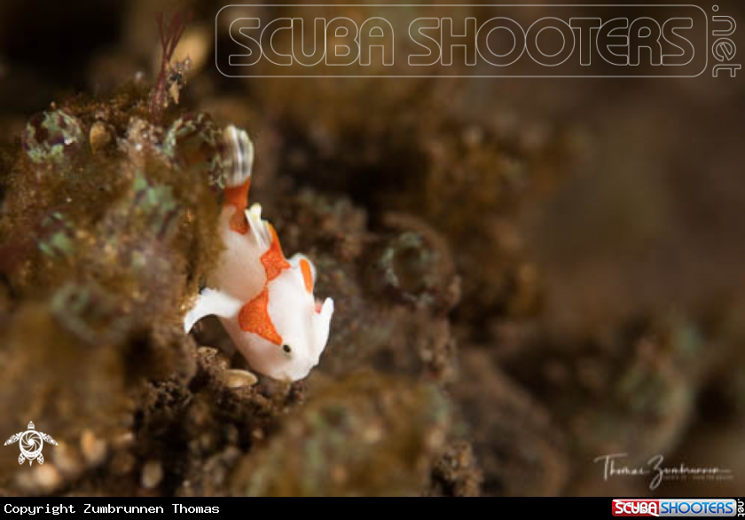 A Frogfish 