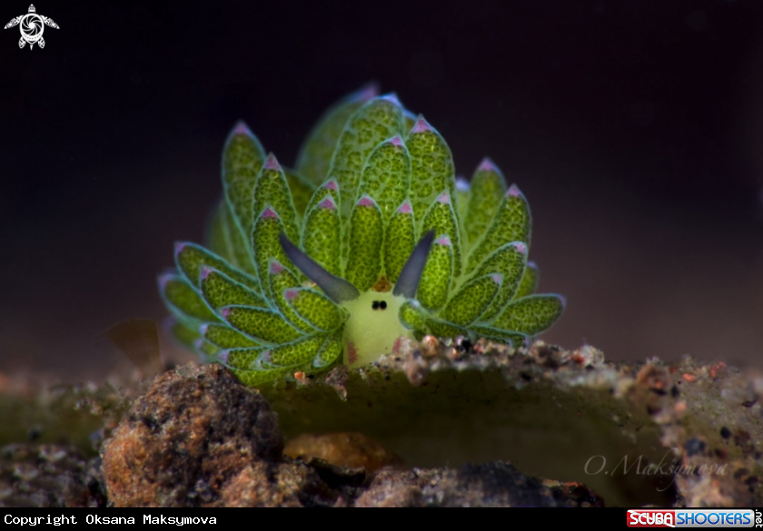 A Purple-Tipped Costasiella 