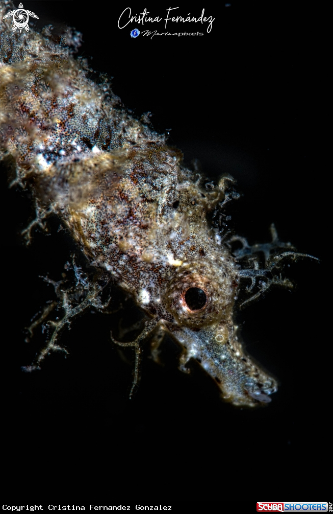 A Shortpouch pigmy pipehorse