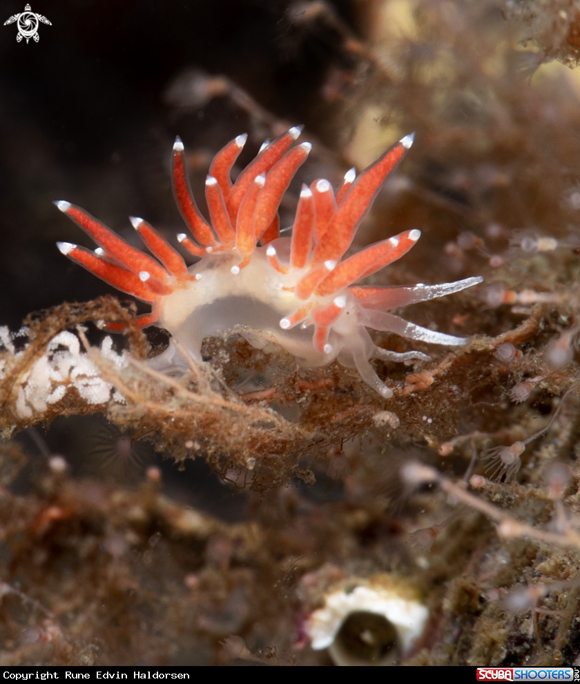 A Microchlamylla gracilis