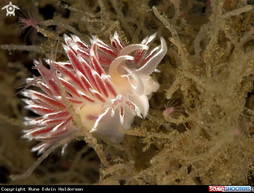 A Fjordia lineata