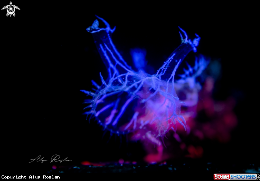 A Melibe Colemani Nudibranch