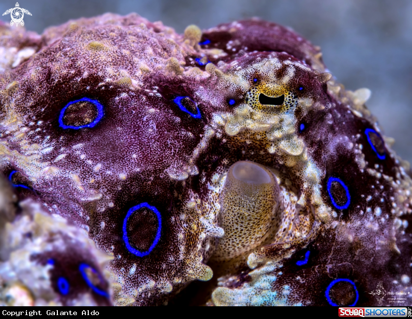 A Blue Ring Octopus