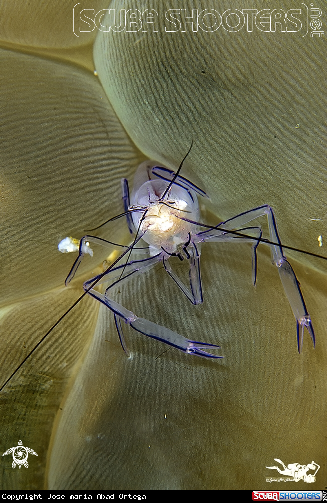 A Bubble coral shrimp 