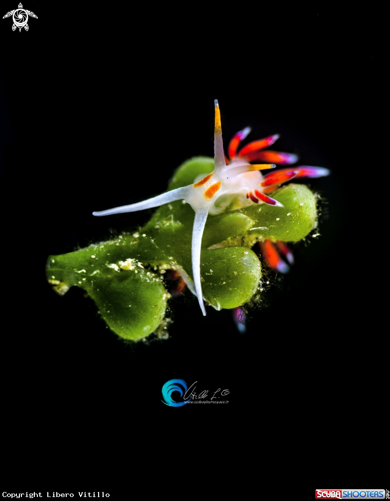 A Cratena peregrina