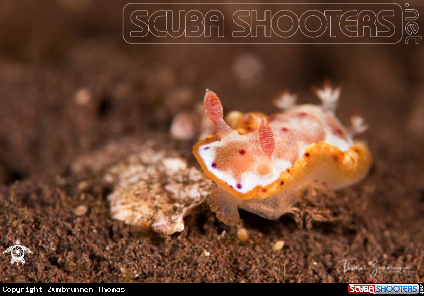 A Nudibranch 