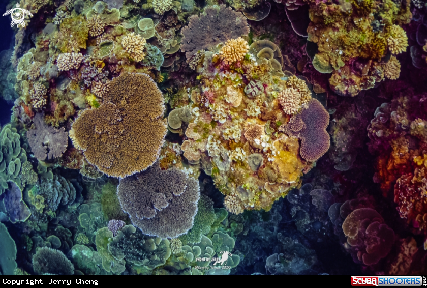 A Coral 