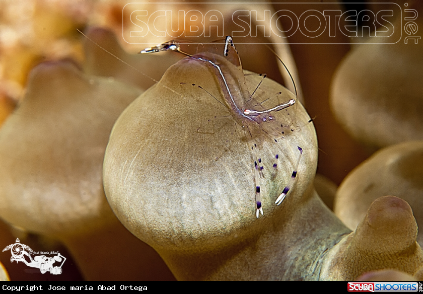 A Periclimenes