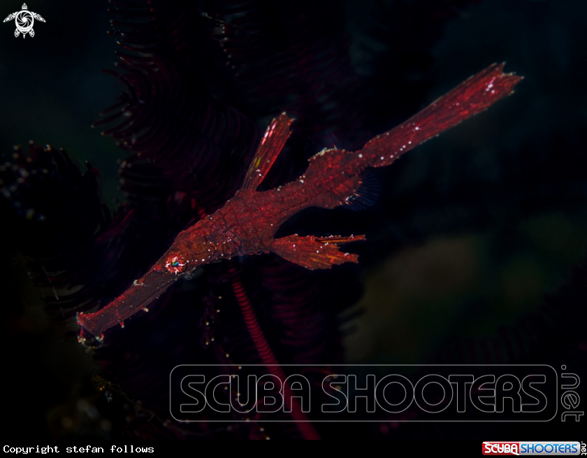 A Robust Ghost Pipefish