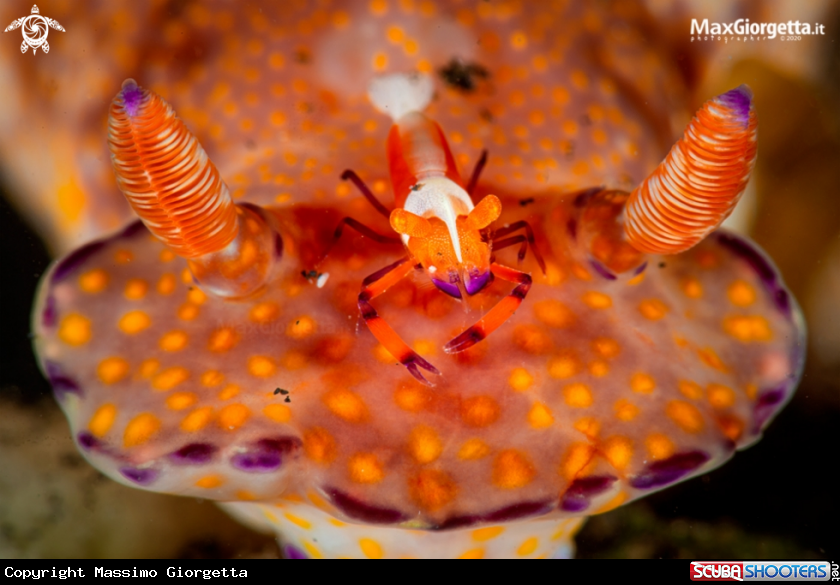 A emperor shrimp