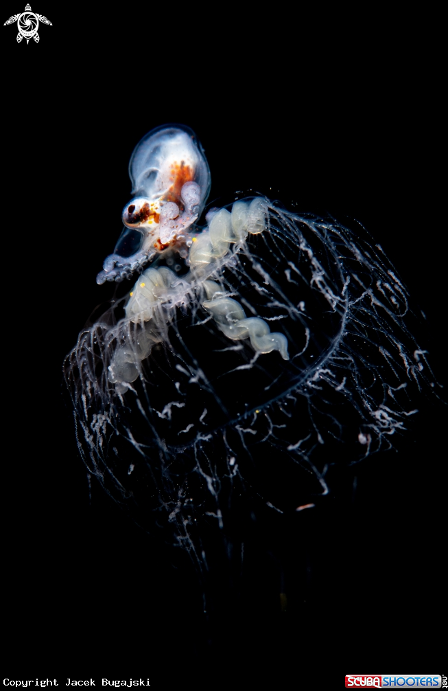 A Paper Nautilus