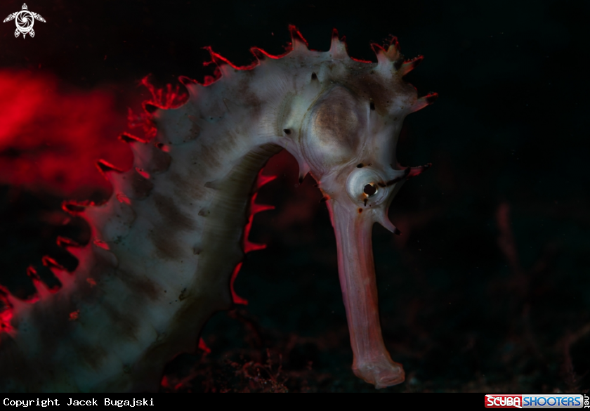 A Seahorse