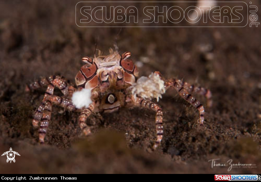 A Boxer Crab 