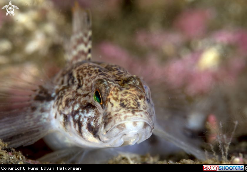 A Black goby