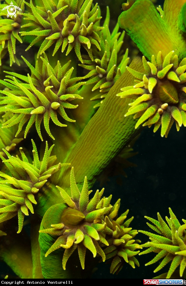 A green coral