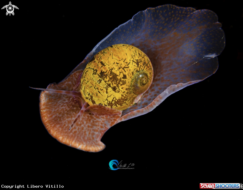 A NATICA HEBRAEA - NATICARIA EBREA