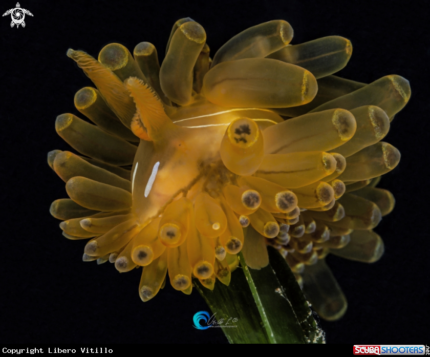 A Janolus cristatus