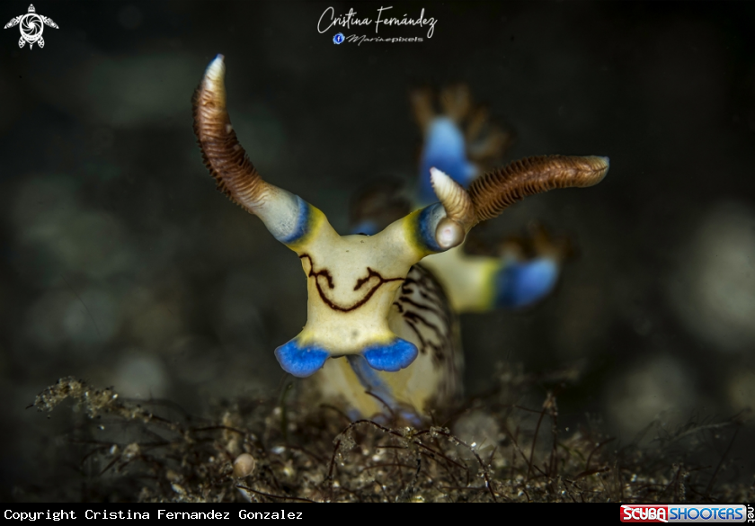 A Nudibranch