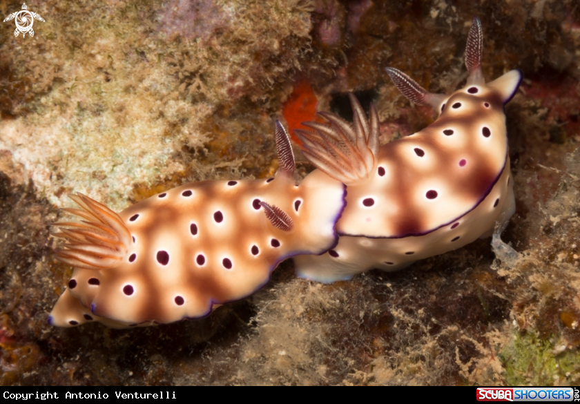 A Hypselodoris tryoni