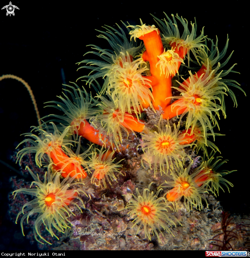 A Orange cup coral
