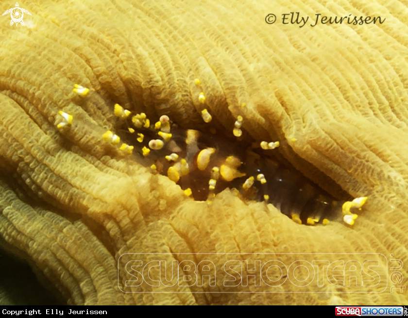 A Hidden Corallimorph Shrimp