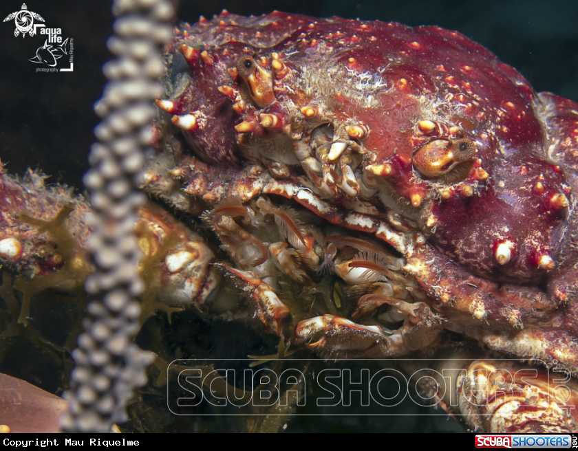 A Channel Clinging Crab