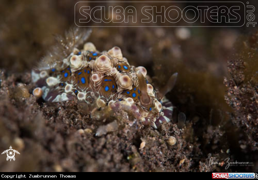 A Nudibranch 