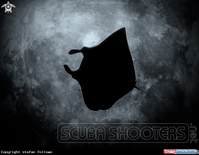 A Manta Ray
