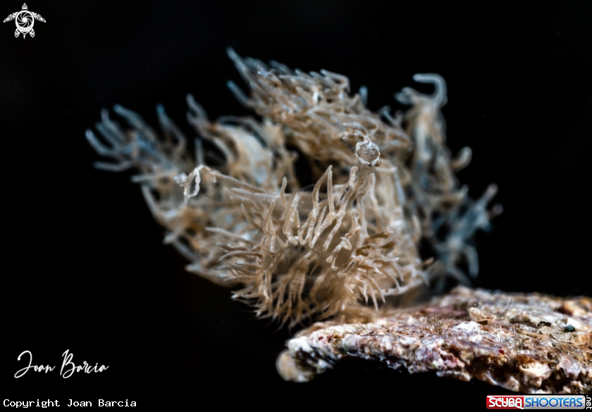 A Ghost nudibranch 
