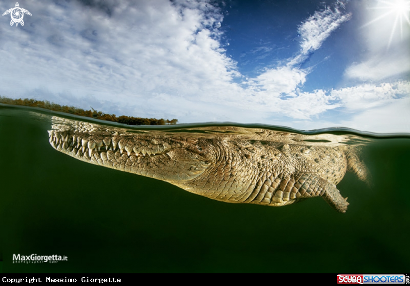 A american crocodile