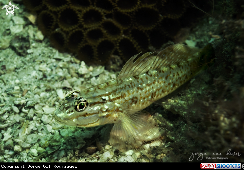 A Bridley goby