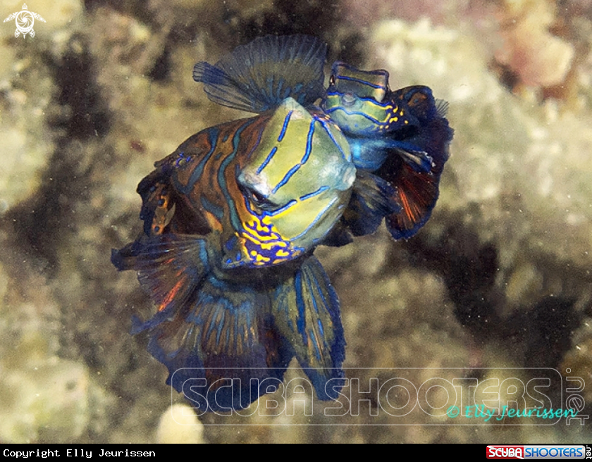 A Mandarin Fish