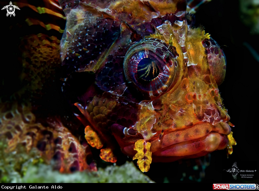 A Scorpionfish