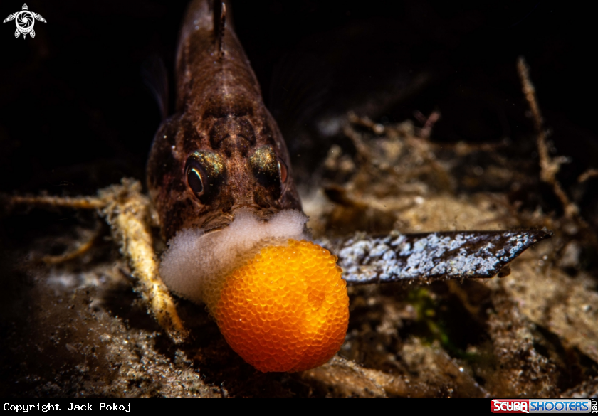 A Cardinalfish