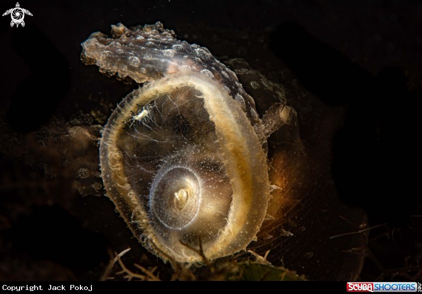 A Melibe viridis