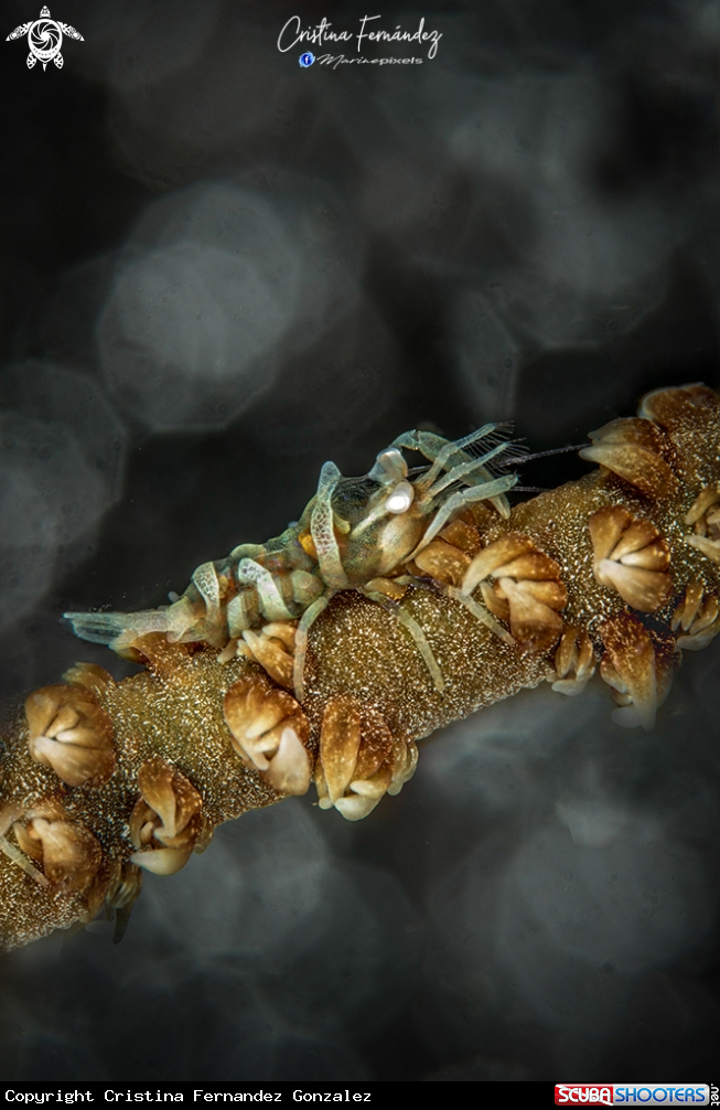 A Shrimp
