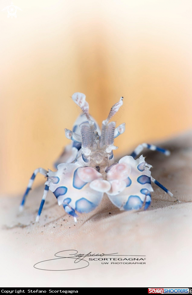 A Hymenocera picta 