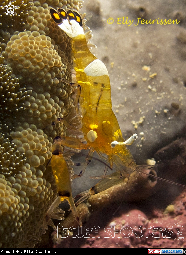 A P:eacock tail shrimp