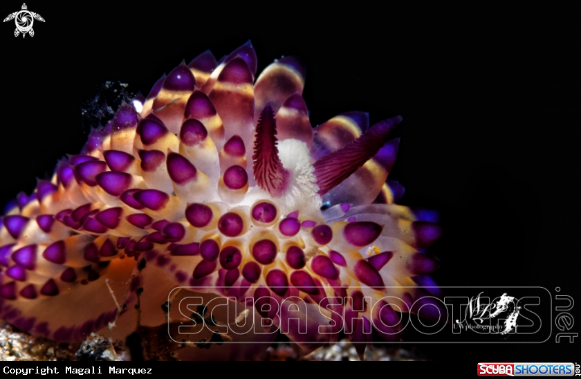 A Janolus sp 