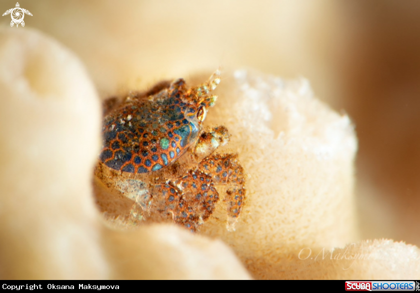 A Coral gall crab (Pseudocryptochirus viridis)