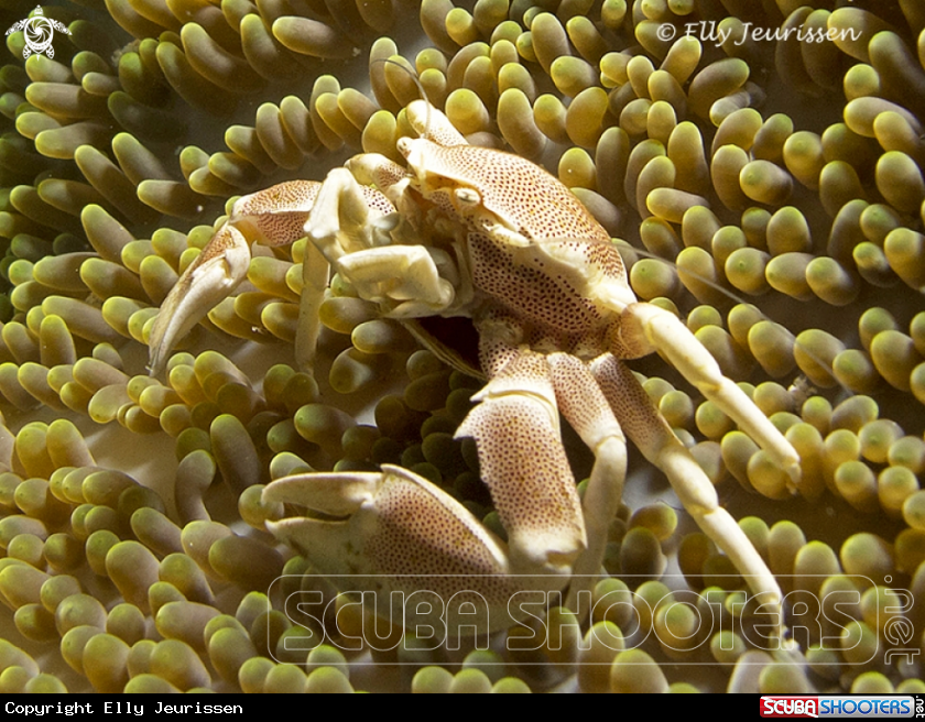 A Porcelain Crab