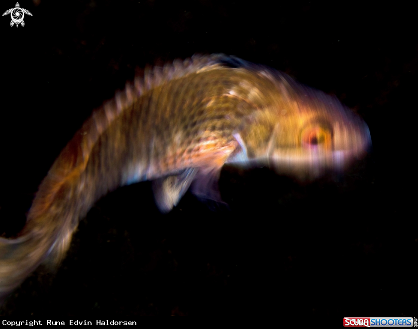 A Goldsinny wrasse