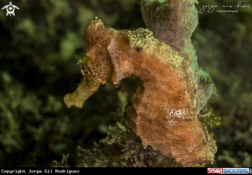 A Seahorse