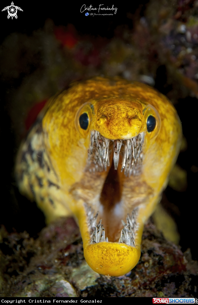 A Fangtooth moray