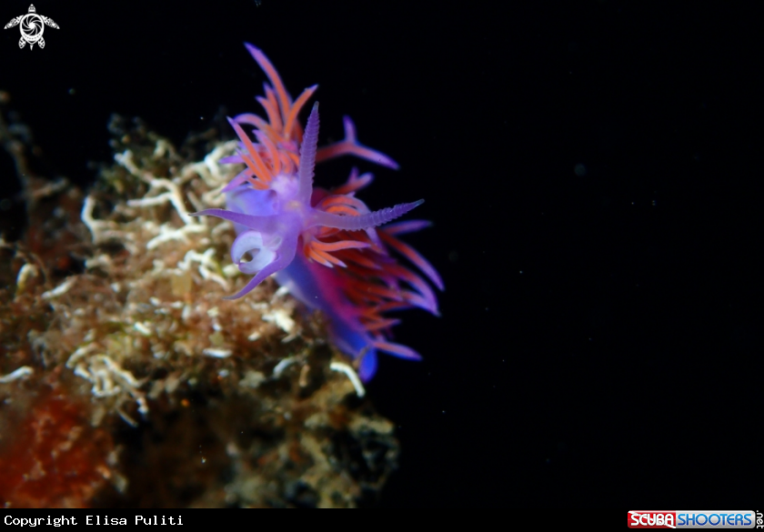 A Flabellina rosa