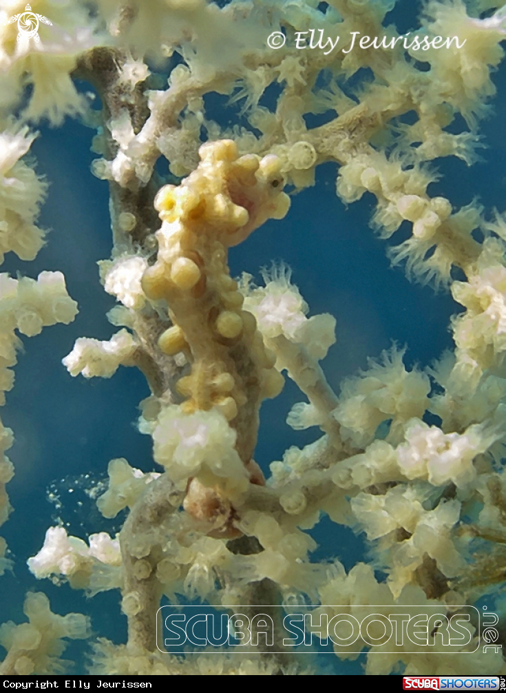 A Pygmee Seahorse