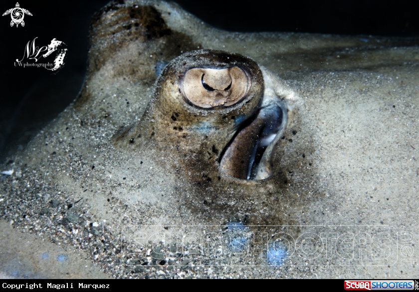 A Bluespotted Stingray 