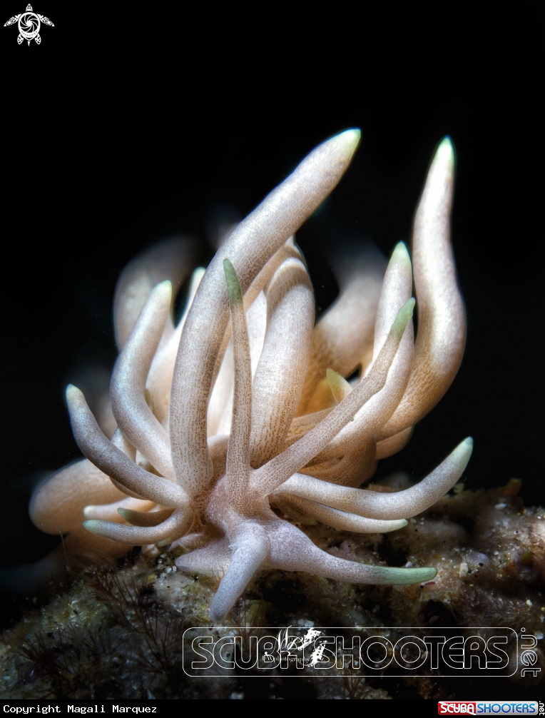 A Phyllodesmium briareum  sea snail 
